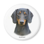 Dachshund magnets