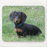 Dachshund mousepads