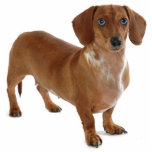 Dachshund photo sculptures