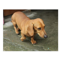 Dachshund Postcard