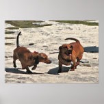 Dachshund posters