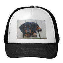 Dachshund Puppy Black Mesh Hats