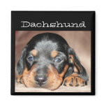 Dachshund Puppy magnets