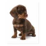 Dachshund Puppy Postcard