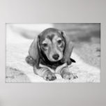 Dachshund Puppy posters
