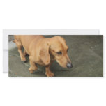 Dachshund