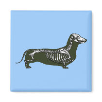 dachshund skeleton magnets