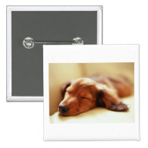 Dachshund sleeping