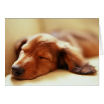 Dachshund sleeping greeting cards