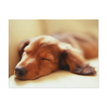Dachshund sleeping