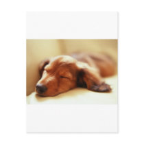 Dachshund sleeping
