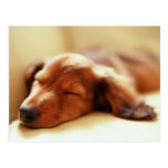 Dachshund sleeping postcards