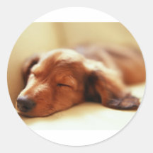 Dachshund sleeping round stickers