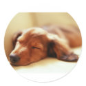 Dachshund sleeping stickers