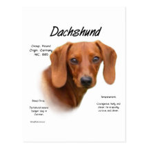 Dachshund (smooth) History Design Post Card