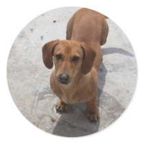 Dachshund