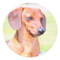 Dachshund Stickers