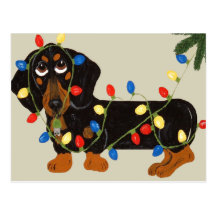 Dachshund Tangled In Christmas Lights Blk/Tan Postcard