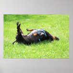 Dachshund - TGIF Poster