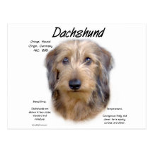 Dachshund (wirehair) History Design Postcards