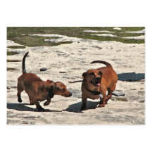 Dachshunds ATC Business Cards