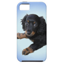 Dachsund puppy iPhone 5 Case
