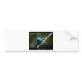 Dacnis cayana - Blue Dacnis (male) 01 Bumper Sticker