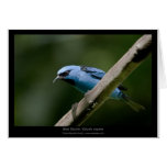 Dacnis cayana - Blue Dacnis (male) 01 Cards