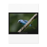 Dacnis cayana - Blue Dacnis (male) 01 Post Cards
