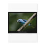 Dacnis cayana - Blue Dacnis (male) 01 Post Cards