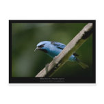 Dacnis cayana - Blue Dacnis (male) 01 Postcards