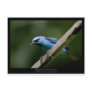 Dacnis cayana - Blue Dacnis (male) 01 Postcards