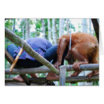 Dad's Helper - Indonesia Rainforest Handyman cards