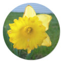 Daffodil 1 stickers