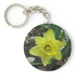 Daffodil 2