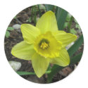 Daffodil 2 stickers