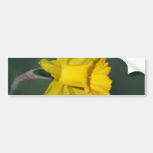 Daffodil and its meaning bumper stickers