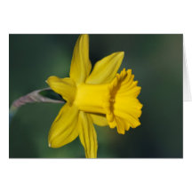 Daffodil and its meaning greeting card