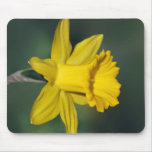 Daffodil and its meaning mouse pad