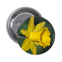 Daffodil and its meaning pin