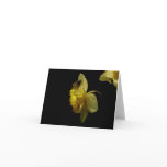 Daffodil and moth notecard