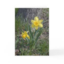Daffodil card