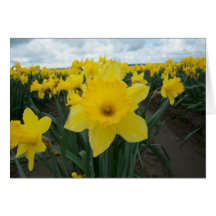 Daffodil Card