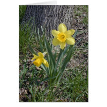 Daffodil card
