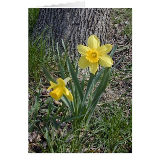 Daffodil Cards, Daffodil Card Templates, Invitations, Photo Cards