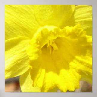 Daffodil Posters | Zazzle.co.uk