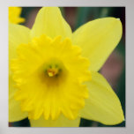 Daffodil close-up posters
