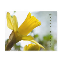 Daffodil  • Easter Postcard