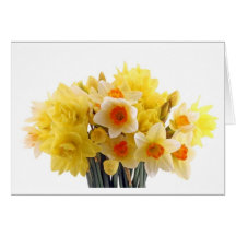 daffodil greeting card
