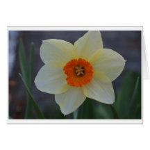 Daffodil Greeting Cards